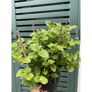 CÂY NHÀI TRÀ ( Cao 30-40cm)