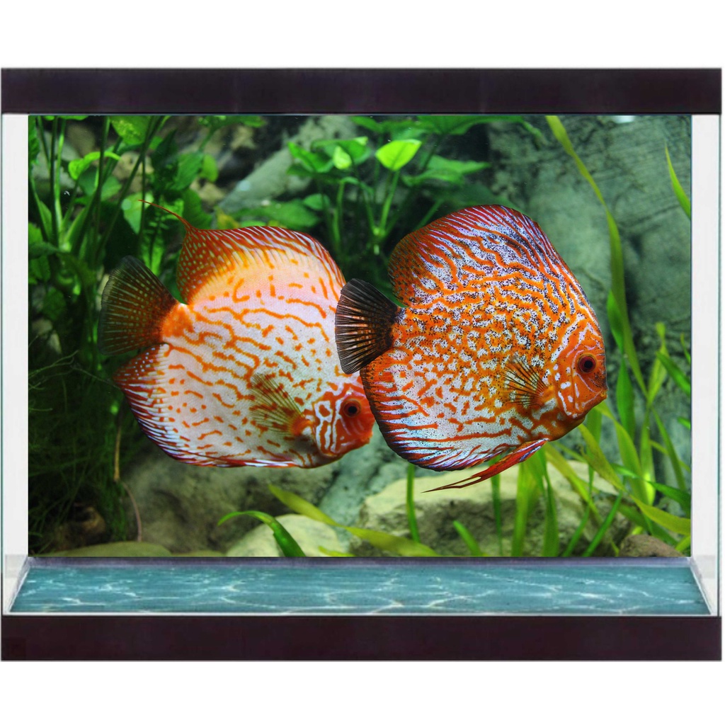 Decal Dán Hồ Cá - Có Sẵn Keo - Mọi Kích Thước - Decal Sài Gòn