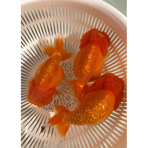 500gram cám vàng 3mmmm CSVang  protein động vật 52%,carophyll pink 2% tảo tiểu cầu chlorella, cá két, la hán