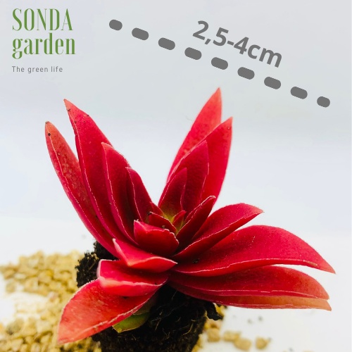 Sen đá tứ phương tím SONDA GARDEN size mini 2.5-4cm, xuất xứ Đà Lạt, khoẻ đẹp, lỗi 1 đổi 1