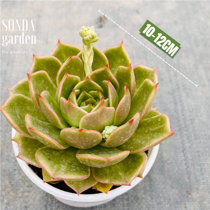 Sen đá đế vương xám SONDA GARDEN size trung bình 10-12cm, xuất xứ Đà Lạt, khoẻ đẹp, lỗi 1 đổi 1