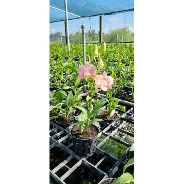 HOA LAN DENRO MÔI SON