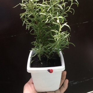 Cây hương thảo - Rosemary trong chậu nhỏ xinh