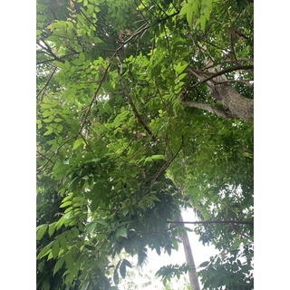 lá khế tươi 300g