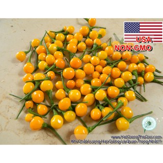 30.HẠT Hạt Giống Ớt Mắc Nhất Thế Giới Aji Charapita 570tr/kg (| C2*W41)