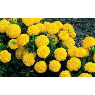 200 hạt giống cúc vạn thọ mỹ