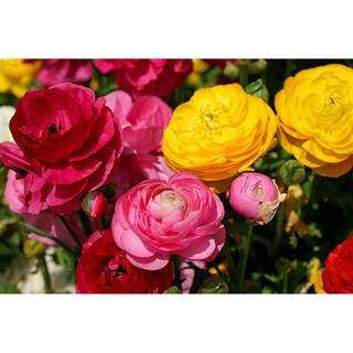 Hồng Ri 34(HỒNG RI BA TƯ, MAO LƯƠNG) combo 5 củ