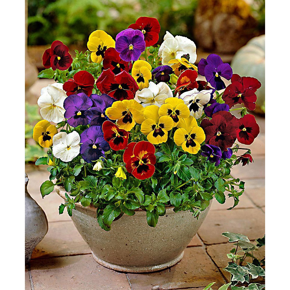 Hạt giống HOA BƯỚM PANSY mix nhiều màu gói 100 hạt