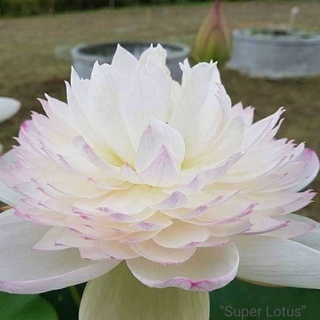 HOA SEN THÁI: SUPER LOTUS