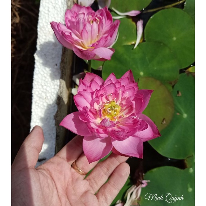 Củ sen mini Super pink