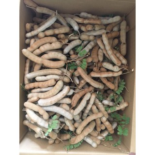 Me Dốt Bột Thái Lan