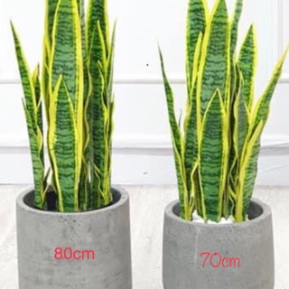 Cây lưỡi hổ giả 70cm và 80cm