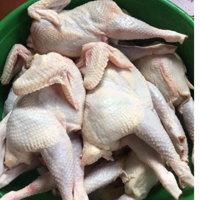 Gà dai nhập khẩu Hàn Quốc 🐣