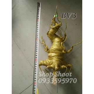 GỐC KIM TIỀN VÀNG BV3 30cm
