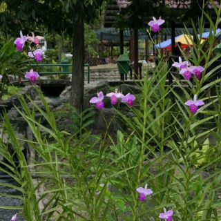 Lan trúc ( lan sậy)