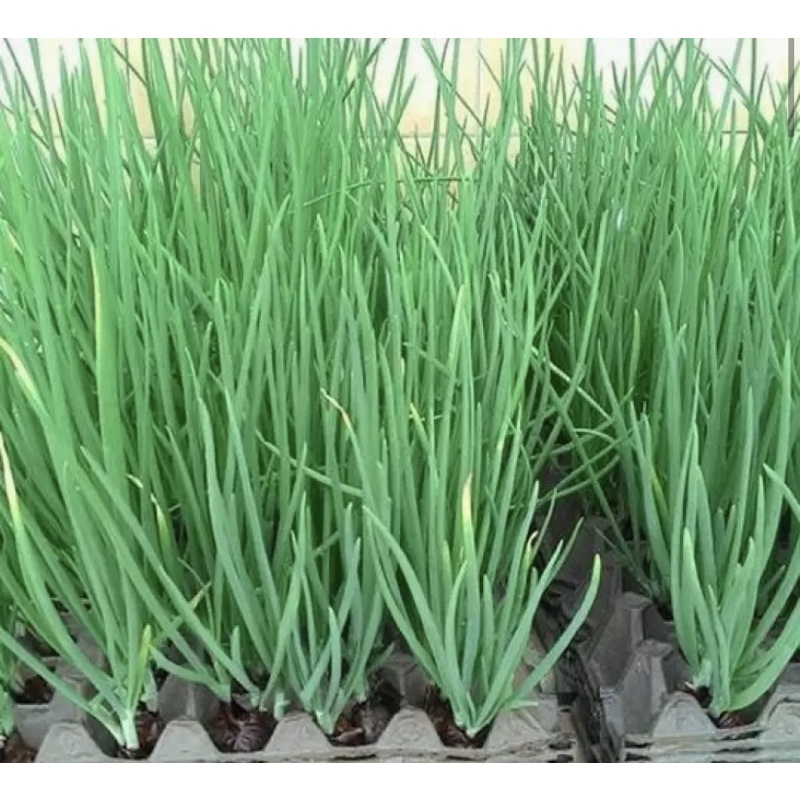 Hạt giống hành lá Rado 25