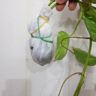 Cây trầu bà