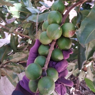 HẠT MACCA DACLAK NHÀ LÀM