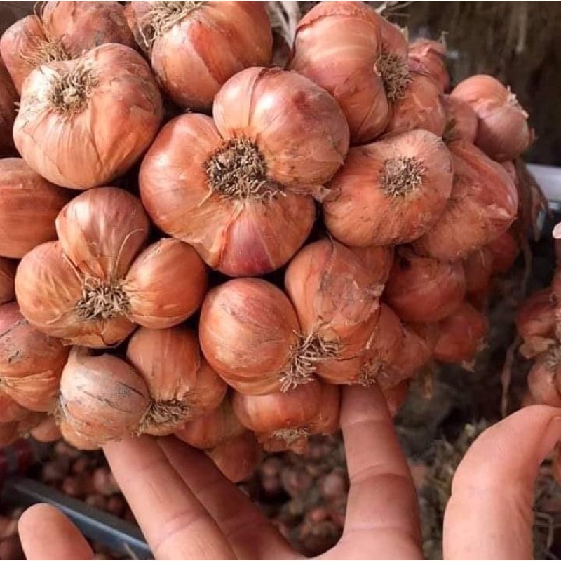 1kg Hành Khô miền bắc