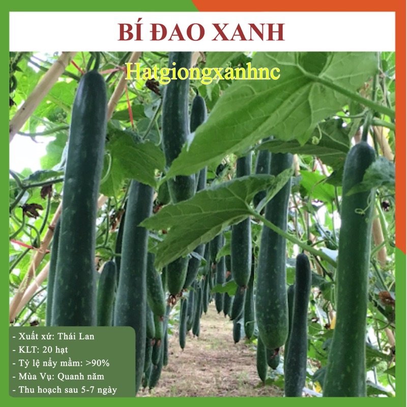 Hạt giống bí sặt ( bí đao xanh nova) quả dài, gói 20 hạt, rau củ quả trồng ban công, sân thượng.