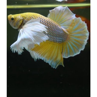Betta DumBo Dứa 1 bé Trống .Tặng Thức ăn