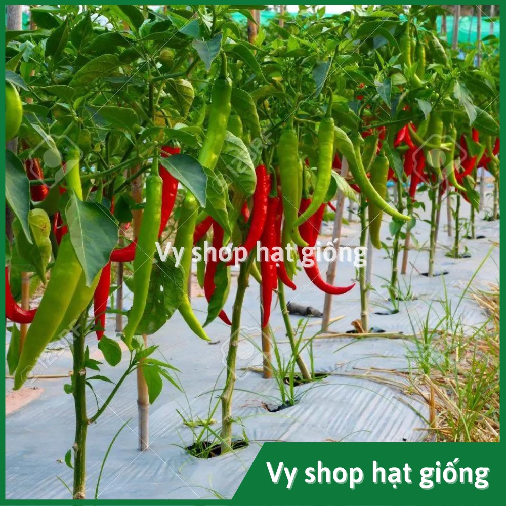 Hạt giống ớt chỉ địa siêu cay Thái Lan gói 200 hạt