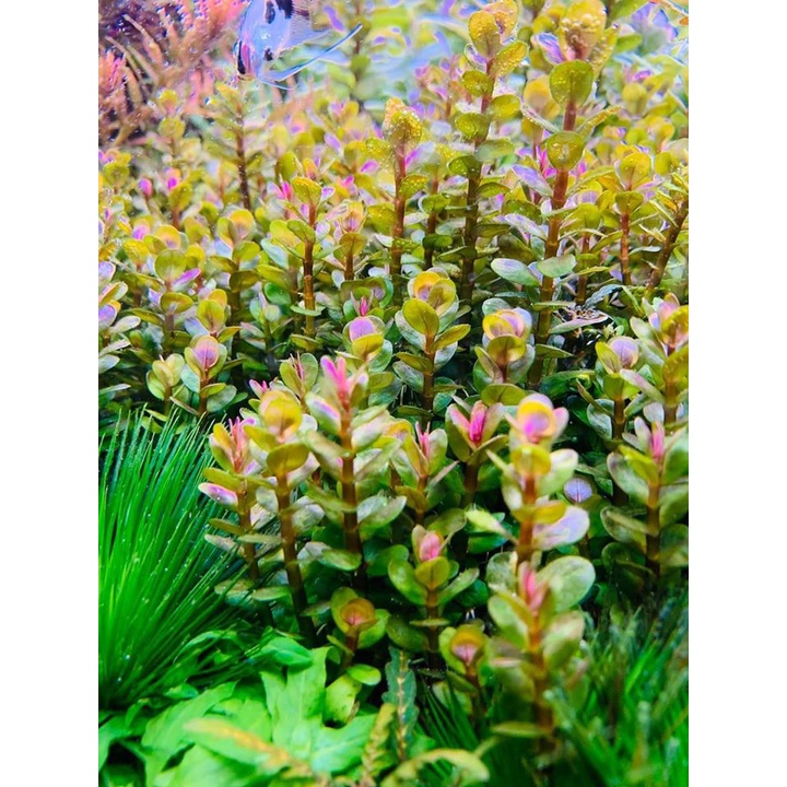 Vảy Ốc Đỏ  thủy sinh - cây cắt cắm thủy sinh - mộc Nhân Farm
