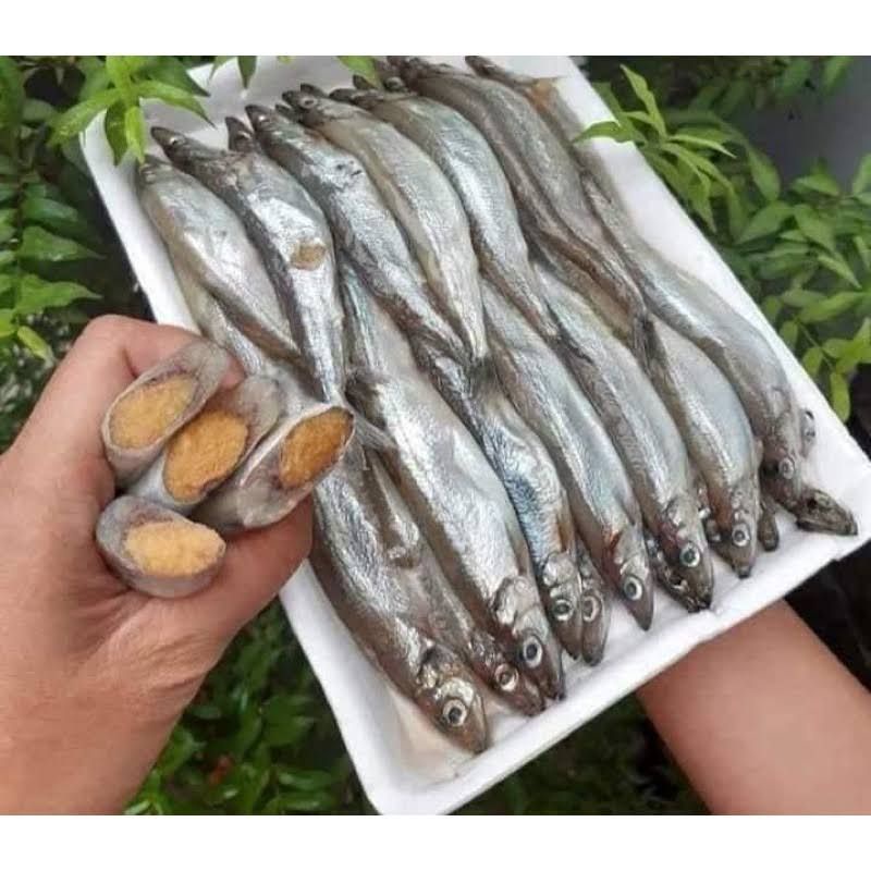 CÁ TRỨNG NAUY 500GR