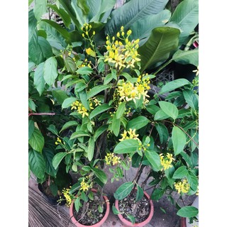 [Xanhshop22] Cây leo mai hoàng yến