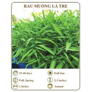 Hạt giống rau muống lá tre - THE XANH