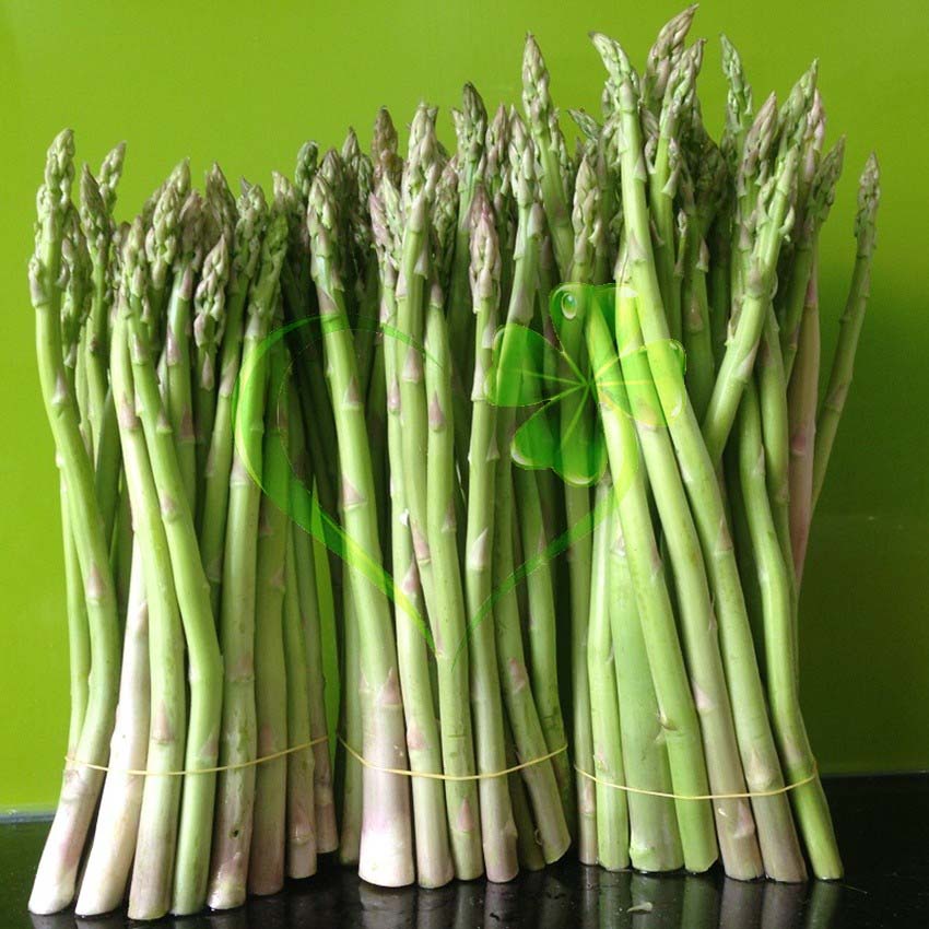 Hạt giống măng Tây xanh - gói 10 hạt