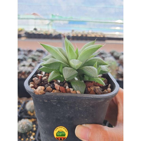 Haworthia Turgida giá rẻ, dễ chăm, cây nhà làm