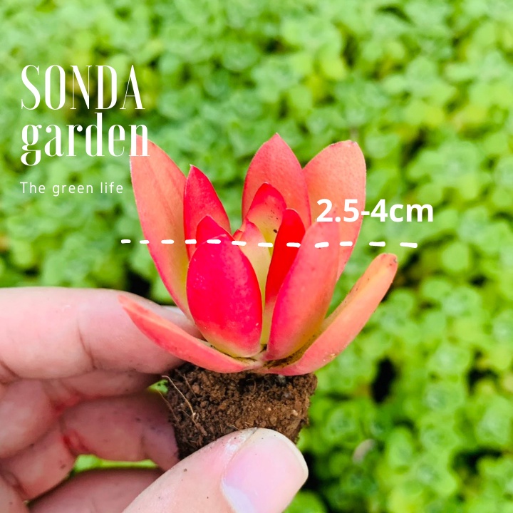 Sen đá tứ phương SONDA GARDEN size mini 2.5-4cm, xuất xứ Đà Lạt, khoẻ đẹp, lỗi 1 đổi 1