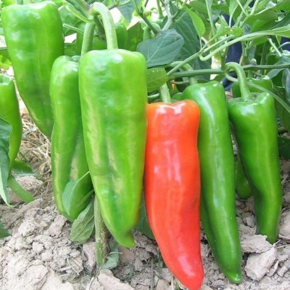 Hạt giống ớt sừng siêu to Thái Lan, năng suất cao, chịu nhiệt - 30 hạt Seed Land