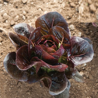 Hạt giống rau xà lách romaine đỏ - 0.2gram kns2319