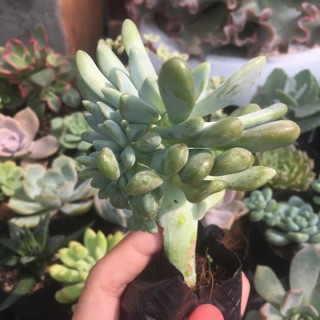 Sen đá giọt lệ