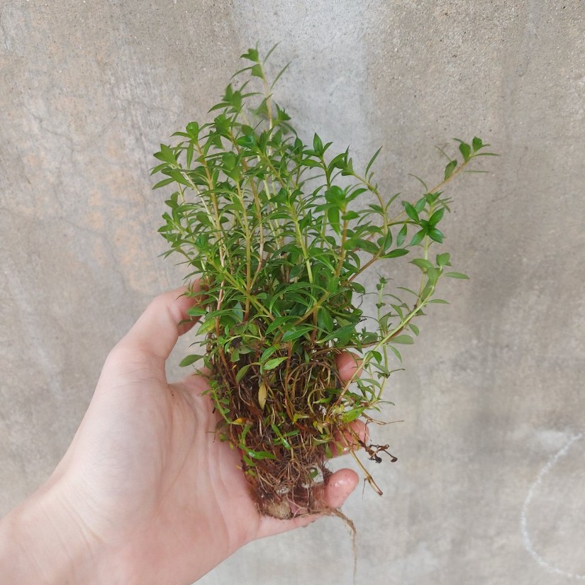 Cây Thủy sinh trang trí bể cá: Cây diệp tài hồng lá hẹp, bó 18 - 20 cây đã có rễ