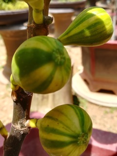 Sung cẩm thạch mỹ