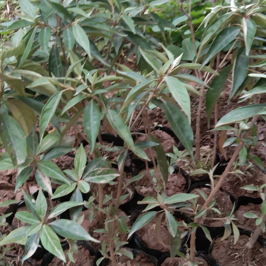 Cây khổ sâm giống cho lá