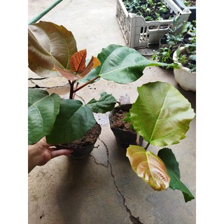 Cây vả mật giống quả to