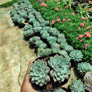 Sen đá viền hồng size lớn 40k 1 chậu