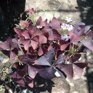 Bướm đêm...