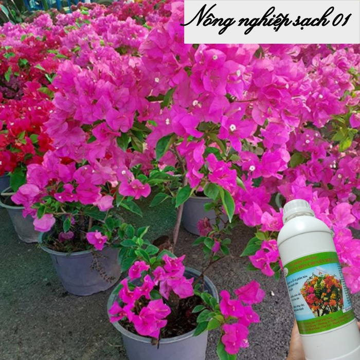 Phân bón cho hoa giấy, kích hoa giấy sai hoa, nở đồng loạt, màu sặc sỡ - 1 lít