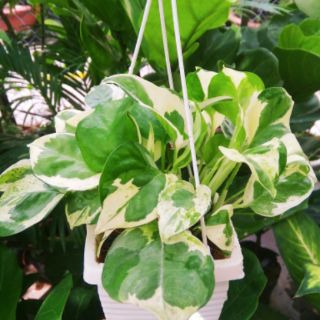 Trầu bà cẩm thạch chậu treo mini