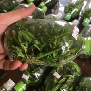 chai mô dendro nắng lai chớp