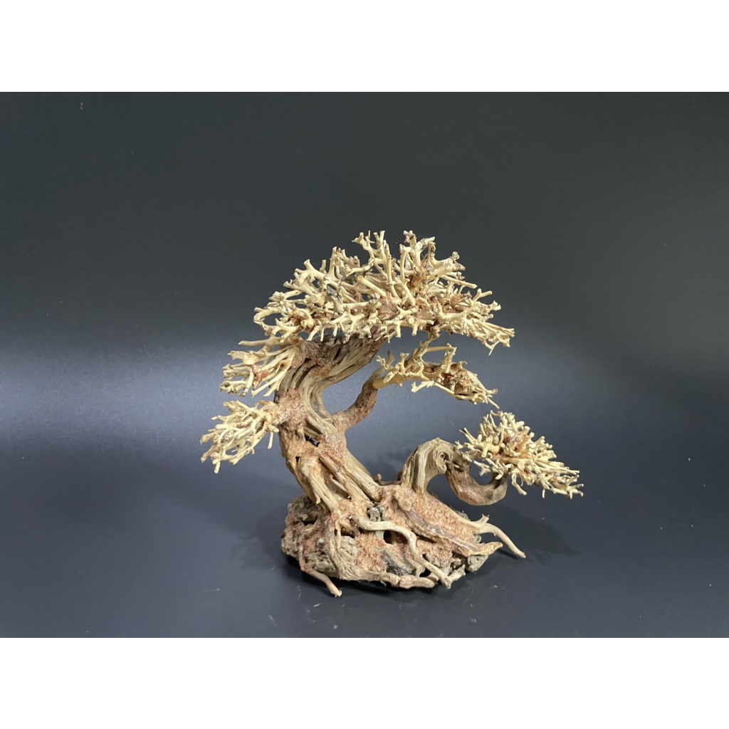 Lũa Bonsai, Lũa thủy sinh dùng trang trí hồ cá cảnh, hồ thủy sinh, văn phòng, nhà cửa