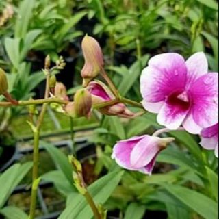 Lan denro mini yaya đang nụ đẹp