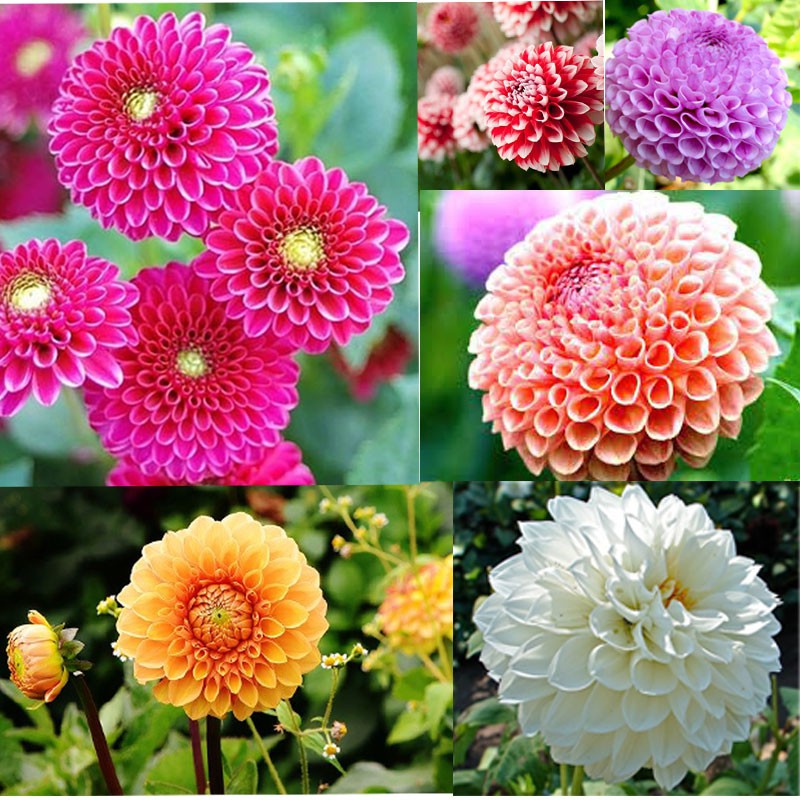 Túi 50 hạt giống hoa thược dược tổ ong nhiều màu, hoa cúc thược dược nhiều bông to đẹp