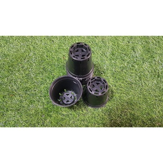 Combo 10 chậu đen trồng lan phi 8cm