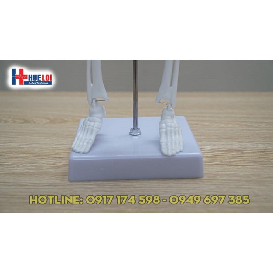 Mô hình hệ xương cơ thể người cao 45cm - mô hình  xương